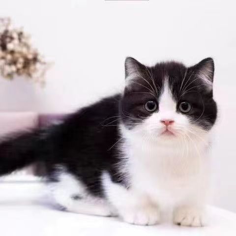 活物中华田园猫猫咪幼崽小奶猫橘猫橘白狸猫黑猫猫咪真猫宠物猫咪